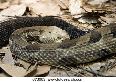 A rattlesnake View Large Photo Image Stock Image - A rattlesnake. Fotosearch