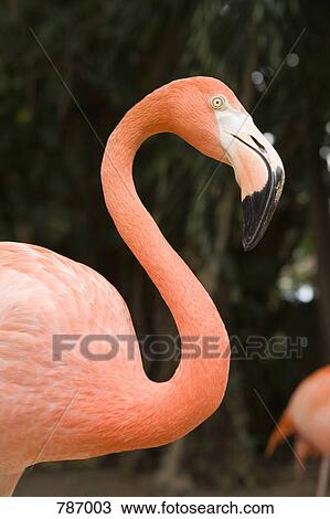 American Flamingo, Nassau, Bahamas, Caribbean View Large Photo Image Stock Image - American Flamingo, Nassau, Bahamas, Caribbean. Fotosearch