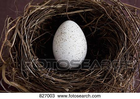 An egg in a bird's nest View Large Photo Image Stock Image - An egg in a bird's nest. Fotosearch