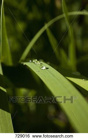 Dew drops on leaves View Large Photo Image Stock Photograph - Dew drops on leaves. Fotosearch