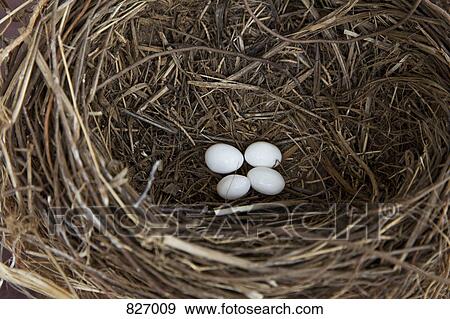 Four eggs in a bird's nest View Large Photo Image Stock Photo - Four eggs in a bird's nest. Fotosearch