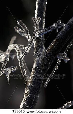 Stock Image - Frozen tree branch. Fotosearch