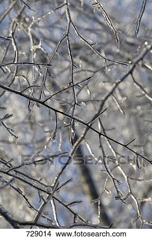 Frozen tree branches View Large Photo Image Picture - Frozen tree branches. Fotosearch