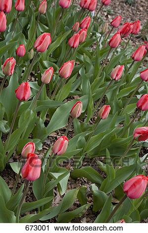 Large group of tulips View Large Photo Image Stock Image - Large group of tulips. Fotosearch
