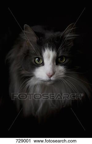 Portrait of a cat View Large Photo Image Stock Image - Portrait of a cat. Fotosearch