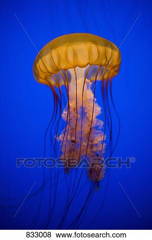 Stock Photo - Sea Nettle Jellyfish (Chrysaora quinquecirrha) in an aquarium. Fotosearch