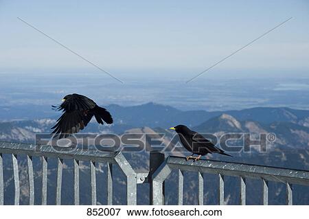 Two blackbirds on a hand railing, Zugspitze, Garmisch-Partenkirchen, Germany View Large Photo Image Stock Photo - Two blackbirds on a hand railing, Zugspitze, Garmisch-Partenkirchen, Germany. Fotosearch