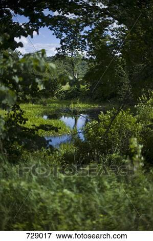 View through branches of a pond in a meadow View Large Photo Image Stock Photo - View through branches of a pond in a meadow. Fotosearch