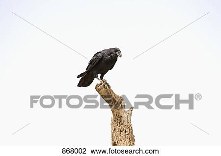 A crow perched on a dead tree View Large Photo Image Stock Image - A crow perched on a dead tree. Fotosearch