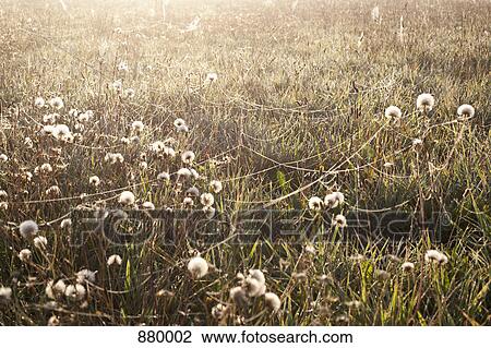 Stock Image - A field that has cobwebs attached to dandelions. Fotosearch