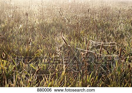 A field with cobwebs all over the grass View Large Photo Image Stock Photograph - A field with cobwebs all over the grass. Fotosearch