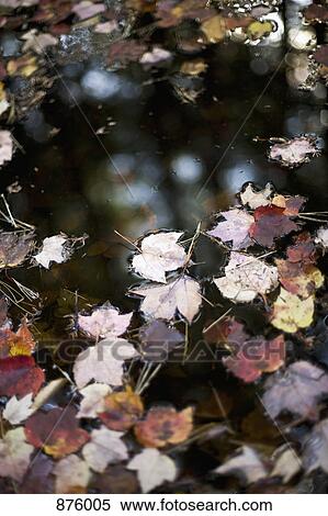 A puddle with autumn leaves floating on the water View Large Photo Image Stock Photography - A puddle with autumn leaves floating on the water. Fotosearch