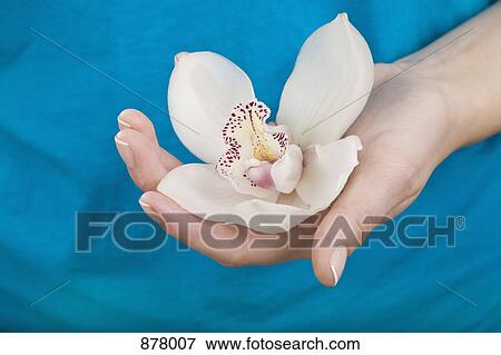 A woman holding an orchid, close-up of hand View Large Photo Image Stock Photo - A woman holding an orchid, close-up of hand. Fotosearch