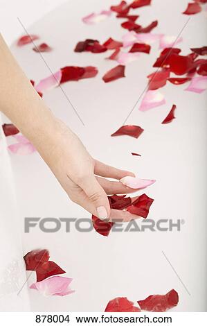 A woman holding rose petals from a bathtub, close-up of hand View Large Photo Image Picture - A woman holding rose petals from a bathtub, close-up of hand. Fotosearch