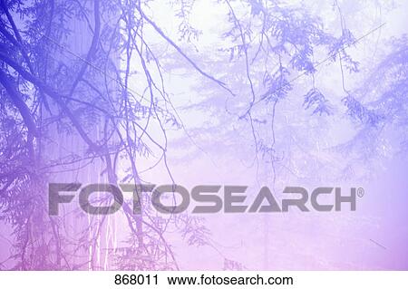 Detail of a misty forest View Large Photo Image Stock Image - Detail of a misty forest. Fotosearch