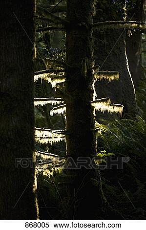 Stock Photography - Detail of trees in a forest at sunrise. Fotosearch
