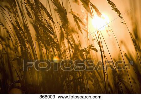 Detail of wheat in a field at sunrise View Large Photo Image Stock Photo - Detail of wheat in a field at sunrise. Fotosearch
