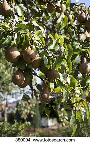 Pears hanging from the branches of a pear tree View Large Photo Image Picture - Pears hanging from the branches of a pear tree. Fotosearch