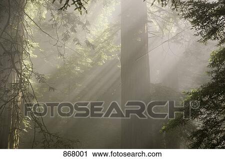 Sunlight streaming through trees in a forest View Large Photo Image Stock Image - Sunlight streaming through trees in a forest. Fotosearch