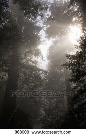 Sunlight streaming through trees in a misty forest View Large Photo Image Stock Photo - Sunlight streaming through trees in a misty forest. Fotosearch