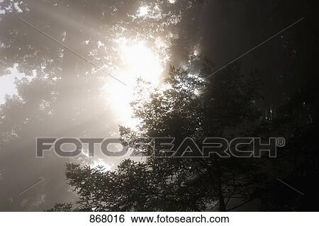 Sunlight streaming through trees in a misty forest View Large Photo Image Stock Photograph - Sunlight streaming through trees in a misty forest. Fotosearch
