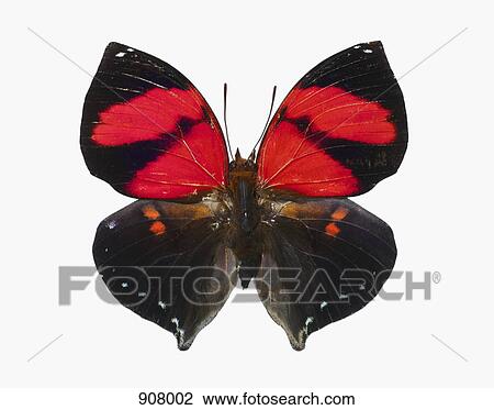 A black butterfly with red markings View Large Photo Image Stock Image - A black butterfly with red markings. Fotosearch