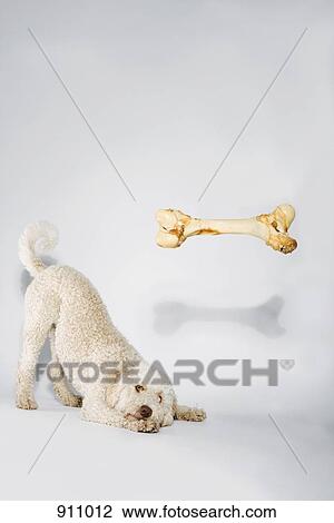A bone floating above a Portuguese Waterdog View Large Photo Image Stock Image - A bone floating above a Portuguese Waterdog. Fotosearch