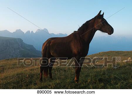 A brown horse standing in a meadow, Alto Adige, Dolomites, Italy View Large Photo Image Stock Photography - A brown horse standing in a meadow, Alto Adige, Dolomites, Italy. Fotosearch