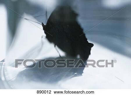 Stock Image - A butterfly inside a glass. Fotosearch
