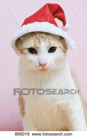 A cat wearing a Santa hat View Large Photo Image Stock Photo - A cat wearing a Santa hat. Fotosearch