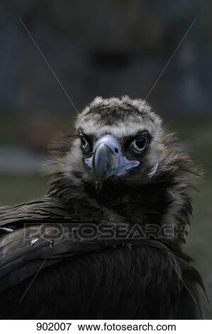 Stock Photo - A Eurasian Black Vulture (Aegypius monachus). Fotosearch