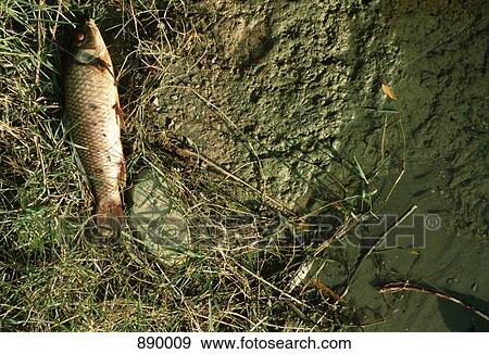 A fish on the ground View Large Photo Image Stock Photo - A fish on the ground. Fotosearch