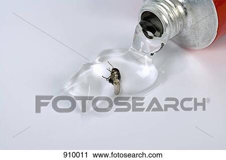Stock Image - A fly in the ointment. Fotosearch