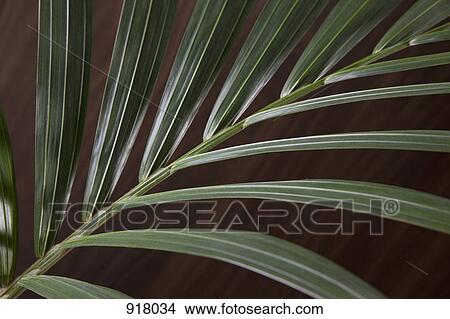 Picture - A frond from a Neanthe bella palm (Chamaedorea elegans) on a table. Fotosearch
