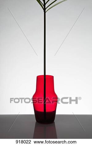 Stock Image - A frond from a Neanthe bella palm (Chamaedorea elegans) in a vase. Fotosearch