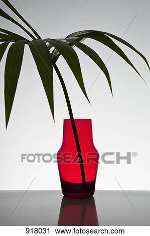 Stock Image - A frond from a Neanthe bella palm (Chamaedorea elegans) in a vase. Fotosearch