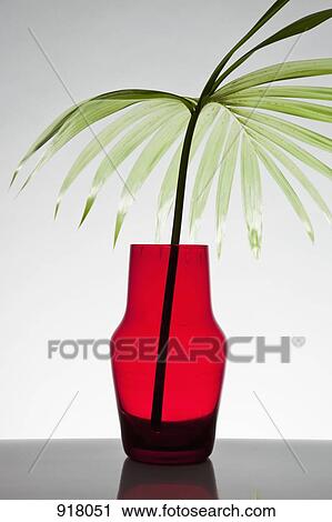 A Frond From A Neanthe Bella Palm Chamaedorea Elegans In A Vase Stock Image Fotosearch