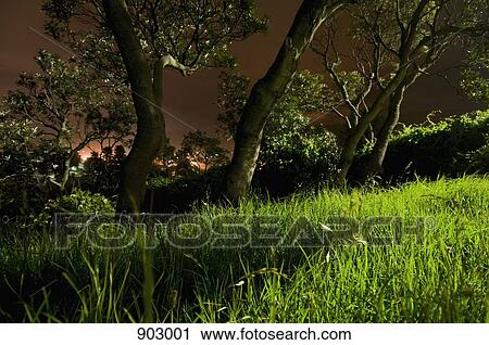 A garden at night View Large Photo Image Stock Image - A garden at night. Fotosearch