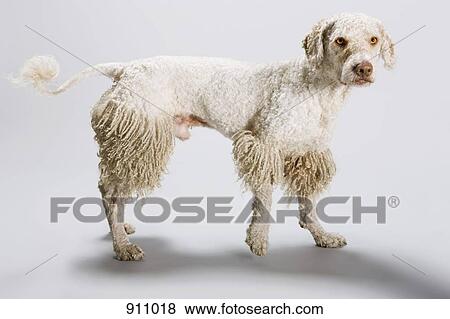 Stock Photo - A half shaven Portuguese Waterdog. Fotosearch