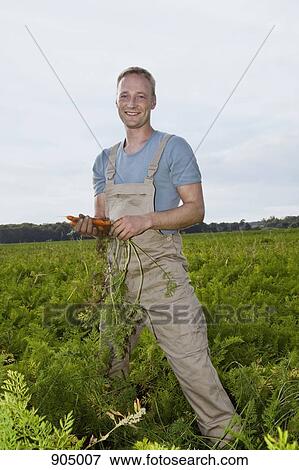 A man harvesting carrots in a field View Large Photo Image Stock Photo - A man harvesting carrots in a field. Fotosearch