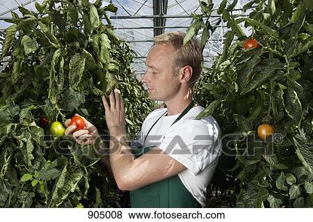 A man holding a ripe tomato growing on a vine View Large Photo Image Stock Photo - A man holding a ripe tomato growing on a vine. Fotosearch