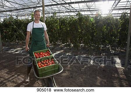 A man wheeling crates of tomatoes in a greenhouse View Large Photo Image Stock Photo - A man wheeling crates of tomatoes in a greenhouse. Fotosearch