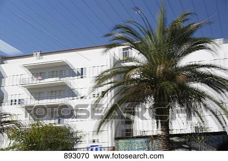 A palm tree in front of residential buildings View Large Photo Image Stock Image - A palm tree in front of residential buildings. Fotosearch