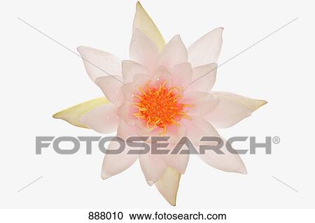 A pink water lily flower View Large Photo Image Stock Image - A pink water lily flower. Fotosearch