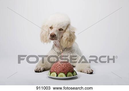 A Poodle lying down behind a birthday cake of ground meat View Large Photo Image Stock Image - A Poodle lying down behind a birthday cake of ground meat. Fotosearch
