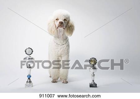 A Poodle standing between two trophies View Large Photo Image Stock Photo - A Poodle standing between two trophies. Fotosearch