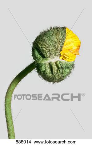 A poppy bud opening View Large Photo Image Picture - A poppy bud opening. Fotosearch