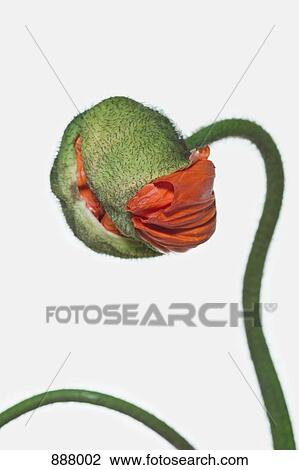 Stock Image - A poppy bud opening. Fotosearch