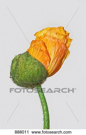 A poppy bud opening View Large Photo Image Stock Image - A poppy bud opening. Fotosearch
