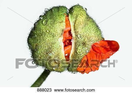 A poppy bud opening View Large Photo Image Stock Image - A poppy bud opening. Fotosearch